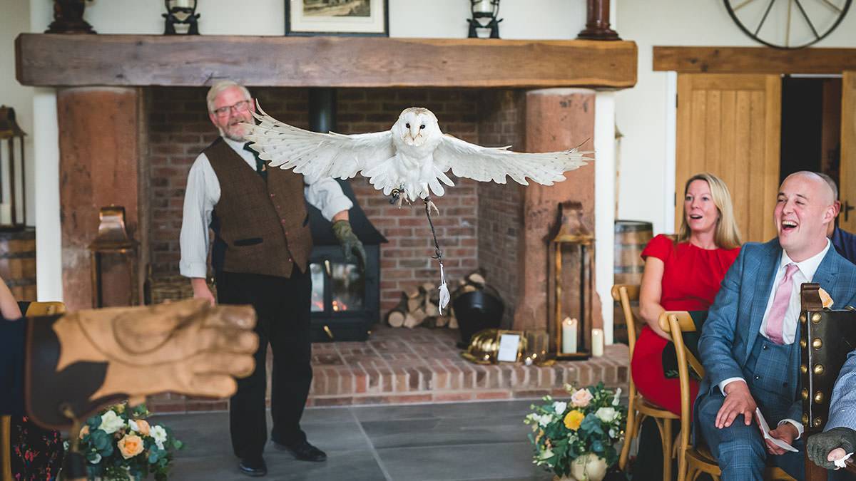 flying owl delivery rings wedding ceremony new house farm flying owl delivery rings wedding ceremony new house farm